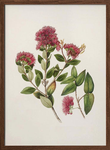 Rata By Sarah Featon (1848–1927) | Poster - Walnut Frame Interior