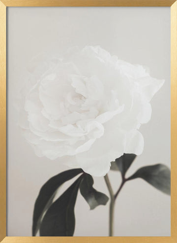 Elegant White Peony | Poster - Gold Frame Interior