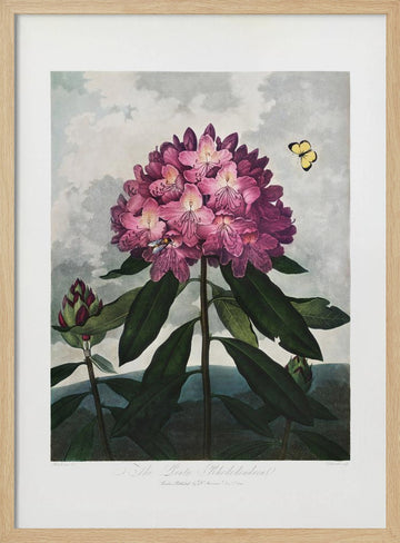 The Pontic Rhododendron from The Temple of Flora (1807) | Poster - Wood Frame Interior