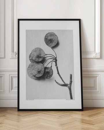 Ptelea Trifoliata | Poster - Room Interior 1