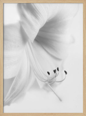 Elegant White Bloom | Poster - Wood Frame Interior