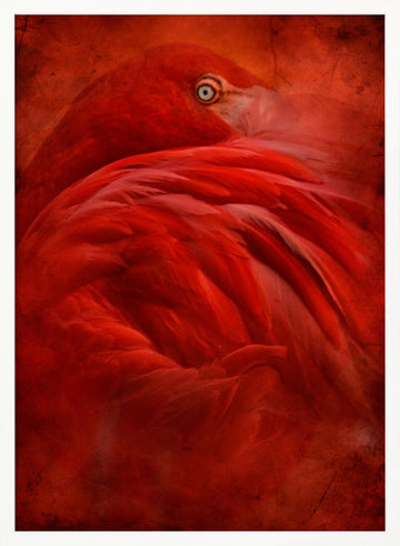 Vibrant Crimson Flamingo | Poster - White Frame Interior