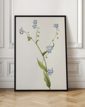 Bur Forget Me Not From North American Wildflowers (1925) By Mary Vaux Walcott | Poster - Room Interior 1