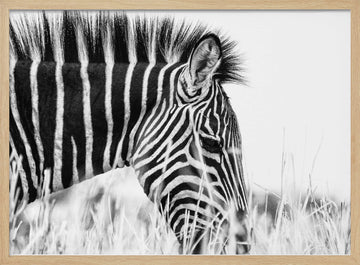Monochrome Zebra Grace | Poster - Wood Frame Interior