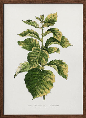 Common Hawnthorn Leaf Illustration | Poster - Walnut Frame Interior