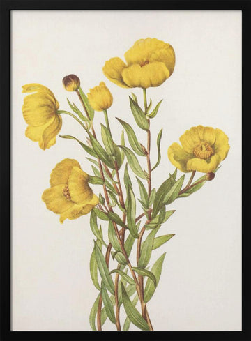 Bushpoppy From North American Wildflowers (1925) By Mary Vaux Walcott | Poster - Black Metal Frame Interior