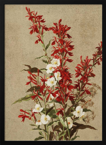 Cardinal Flowers | Poster - Black Metal Frame Interior