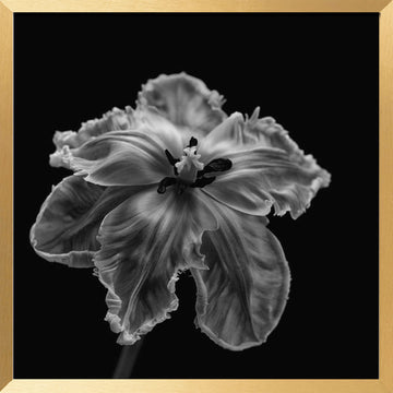 Elegant Monochrome Tulip | Poster - Gold Frame Interior