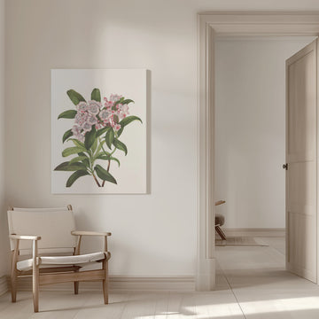 Mountain Laurel From North American Wildflowers (1925) By Mary Vaux Walcott | Canvas - Room Interior 1