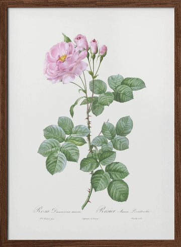 Aurora Poniatowska, Les Roses (1817–1824) | Poster - Walnut Frame Interior