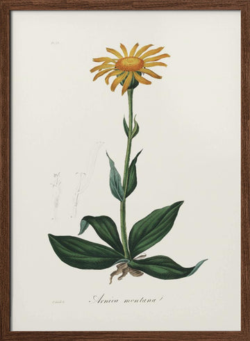 Mountain Arnica (arnica Montana) Medical Botany | Poster - Walnut Frame Interior