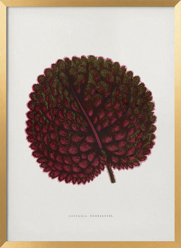 Pink Gesneria Exoniensis Leaf Illustration | Poster - Gold Frame Interior