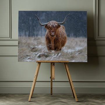 Snowy Highland Cow | Canvas - Room Interior 1