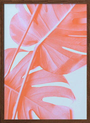 Coral Monstera Glow | Poster - Walnut Frame Interior