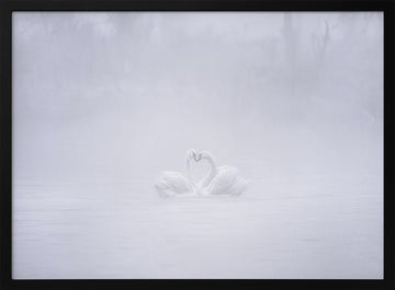 Misty Swans Heart | Poster - Black Metal Frame Interior