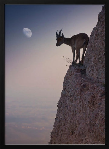 Mountain Goat Moonrise | Poster - Black Metal Frame Interior