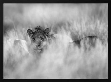 Hidden Lion Gaze | Poster - Black Metal Frame Interior