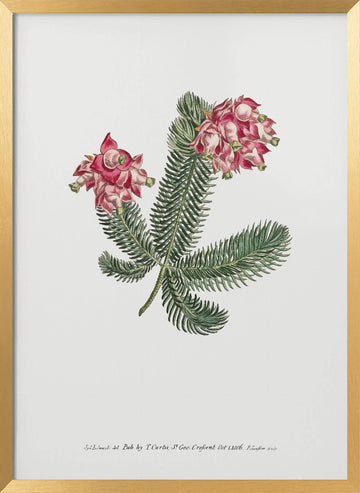Erica Glauca   Flower Garden Displayed By Francis Sansom | Poster - Gold Frame Interior