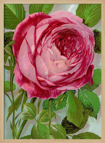 Pink Rose, Mrs John Laing Lithograph | Poster - Wood Frame Interior