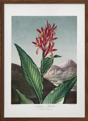 Indian Reed from The Temple of Flora (1807) | Poster - Walnut Frame Interior
