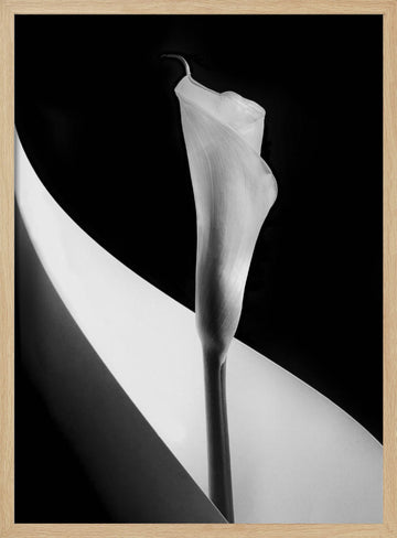 Elegant Calla Lily | Poster - Wood Frame Interior