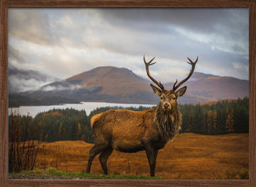 Majestic Highland Stag | Poster - Walnut Frame Interior