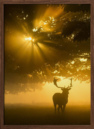 Majestic Golden Stag | Poster - Walnut Frame Interior