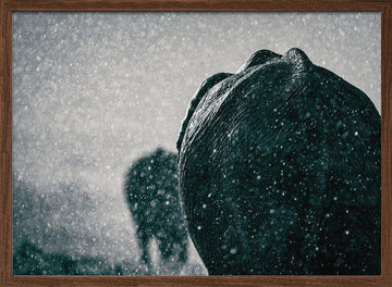 Elephants In The Rain | Poster - Walnut Frame Interior