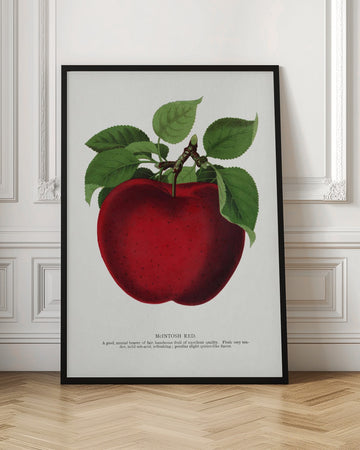 Mcintosh Red Apple Lithograph | Poster - Room Interior 1