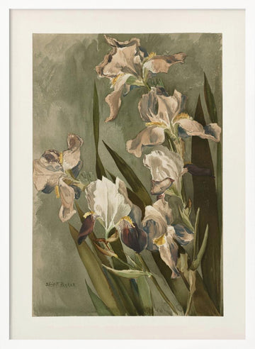 Study of Iris | Poster - White Frame Interior