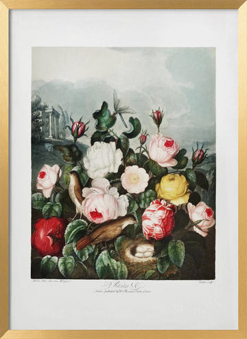 Roses from The Temple of Flora (1807) | Poster - Gold Frame Interior