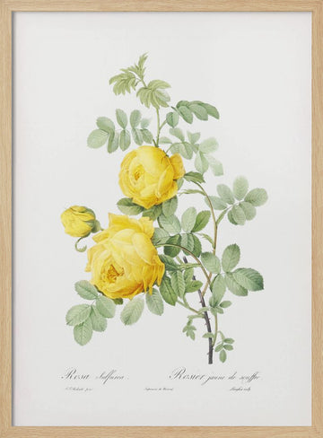 Rosa Hemisphaerica, Les Roses (1817–1824) | Poster - Wood Frame Interior