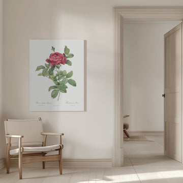 Rosa Gallica Pontiana, Les Roses (1817–1824) | Canvas - Room Interior 1