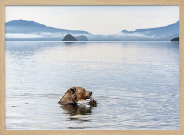 Grizzly Bear Fishing | Poster - Wood Frame Interior