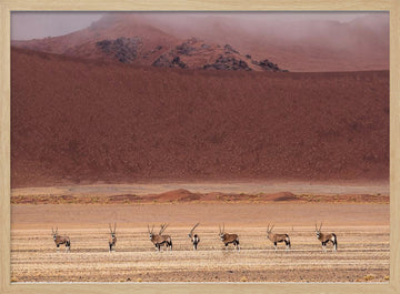 Oryx Herd Desert Dunes | Poster - Wood Frame Interior