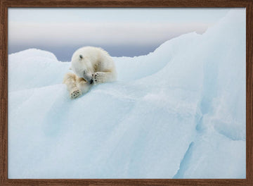 Sleeping Polar Bear Cub | Poster - Walnut Frame Interior