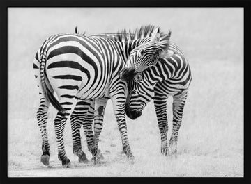 Wild Zebras Bonding | Poster - Black Metal Frame Interior