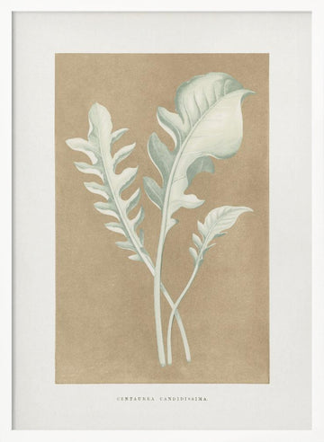 Centaurea Candidissima Leaf Illustration | Poster - White Frame Interior