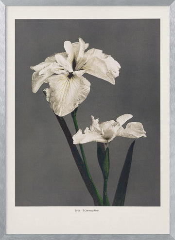 Iris Kæmpferi | Poster - Silver Frame Interior