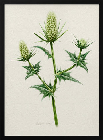 Botanical Sea Holly | Poster - Black Metal Frame Interior