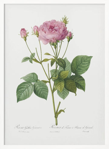 Rosa Gallica Granules, Les Roses (1817–1824) | Poster - White Frame Interior
