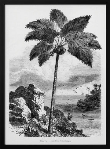 Vintage Palm Tree Drawing I | Poster - Black Metal Frame Interior