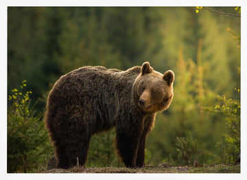 Bear in Golden Light | Poster - White Frame Interior