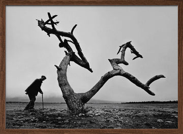 Old Man Lone Tree | Poster - Walnut Frame Interior