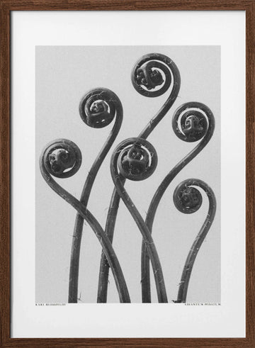 Adiantum pedatum | Poster - Walnut Frame Interior