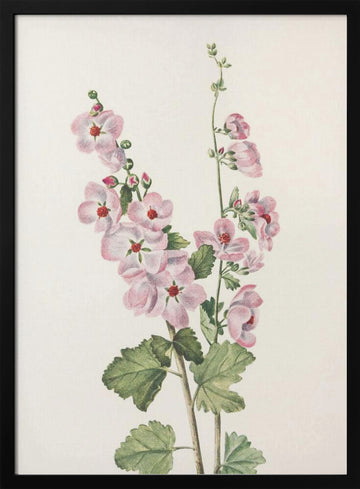 Orange Eye Globemallow From North American Wildflowers (1925) By Mary Vaux Walcott | Poster - Black Metal Frame Interior
