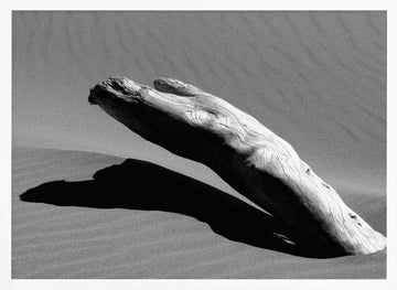 Desert Driftwood Shadow | Poster - White Frame Interior