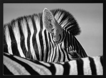 Elegant Zebra Profile | Poster - Black Metal Frame Interior