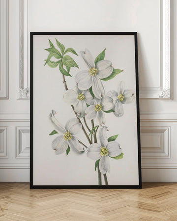 Flowering Dogwood From North American Wildflowers (1925) By Mary Vaux Walcott | Poster - Room Interior 1