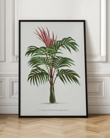 Kentiopsis | Poster - Room Interior 1